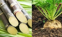 扩大秋播甜菜助力食糖自给