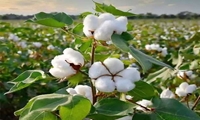 法尔斯推出耐盐抗旱棉花新品种