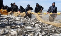 波斯湾和阿曼湾占全国鱼类捕捞量百分之五十三