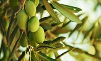 生物防治使橄榄果实蝇危害降低