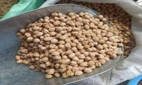 伊朗鹰嘴豆出口重启