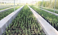 布鲁杰尔德首次培育10万株杨树苗